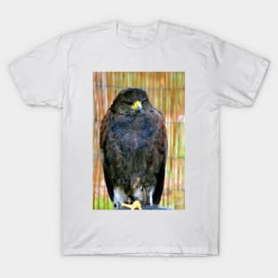 Harris Hawk Bird Of Prey T-Shirt